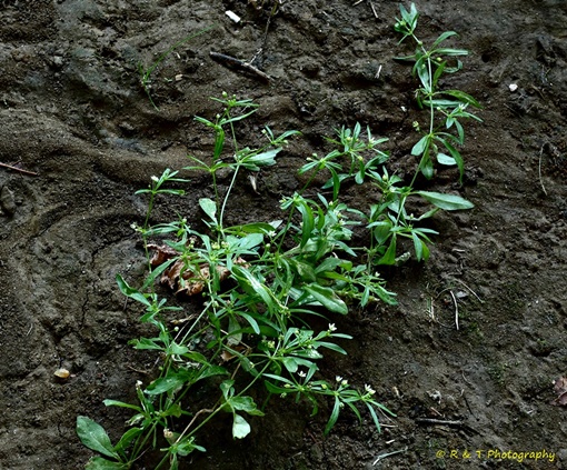 {Mollugo verticillata}